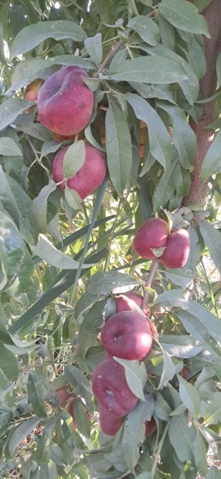 Mevali ko'chatlar sotamiz garantiyalik