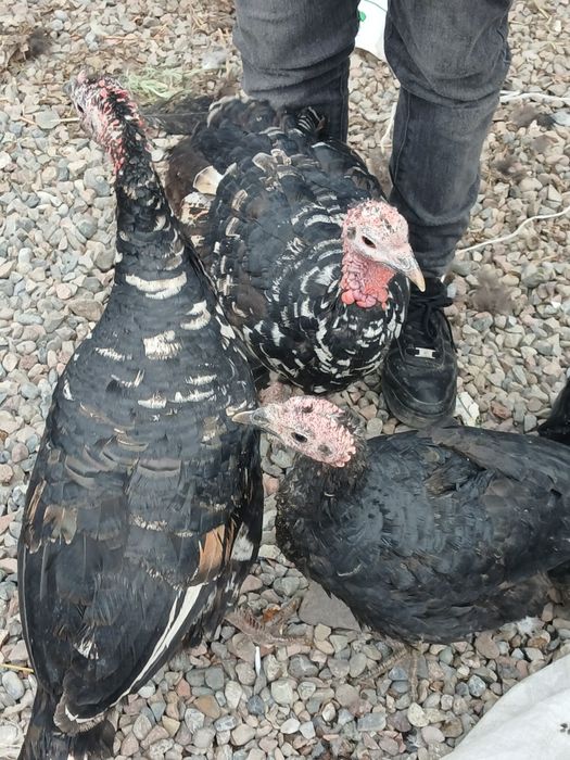 Курка, Индюк- Хаммаси 750 000 минг ками бор, 3 та, 2та котта, 1 та орт