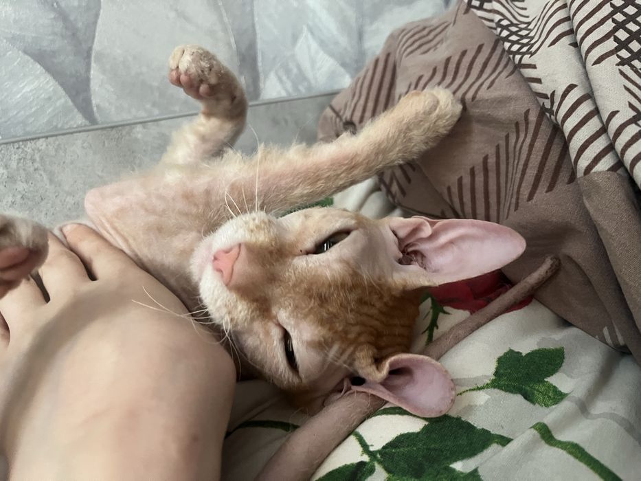 Продою свинкса  рыжего