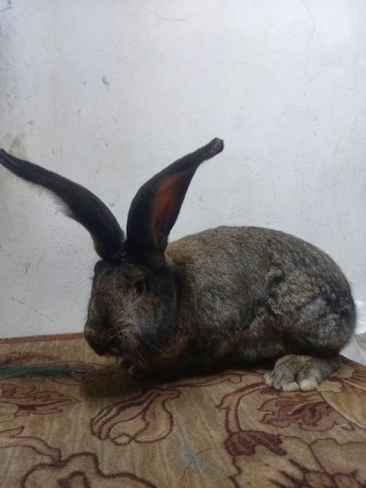 Продам кролики фландер