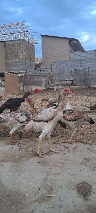 Zotdor dakan tovuq bor