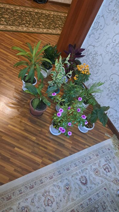 Комнатные цветы разные