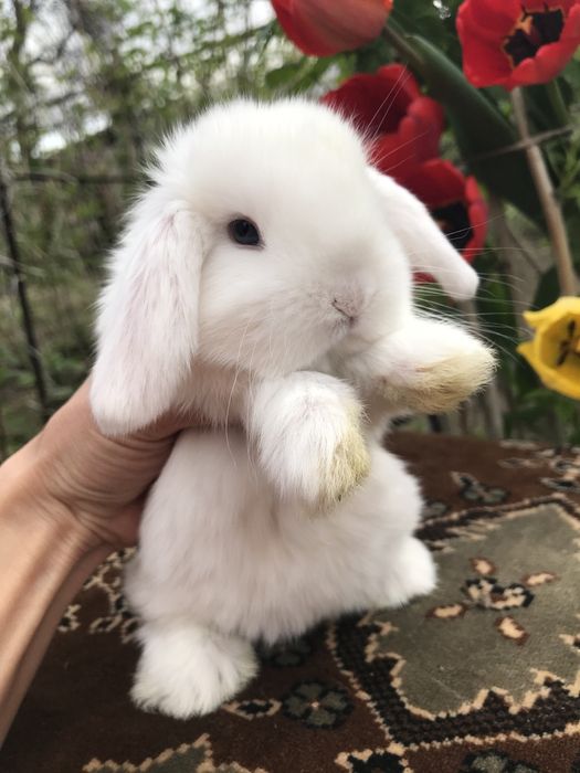 Кролики декоративные