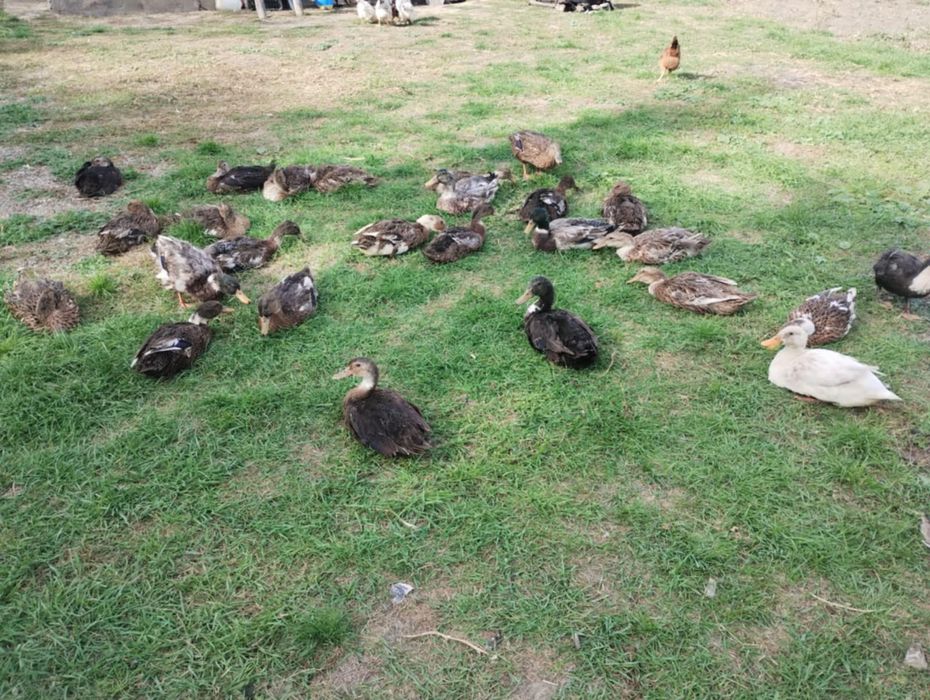 Vând rațe de anul acesta