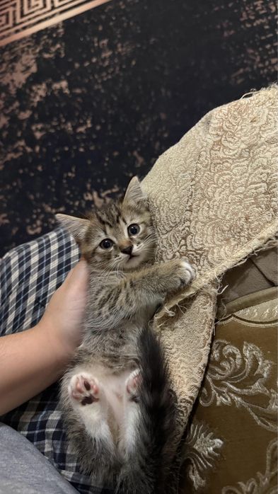 Отдаем в добрые руки котят мальчики