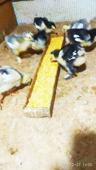 Внимание цыплята брамма гигант  продаются