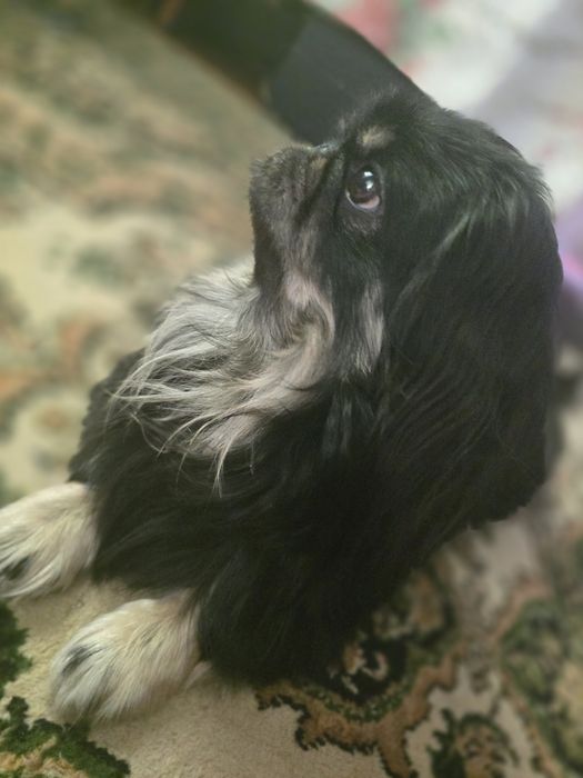 Мальчик пикенес приглашает на вязку.