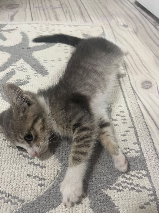 Даю котенка женский пол бесплатно