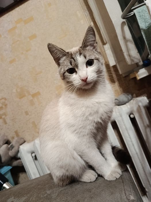 Отдаю кошку в добрые ручки