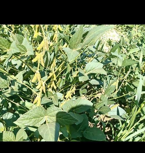 соя тұқымы сатылады