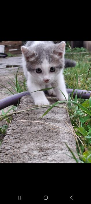 Котята отдам бесплатно