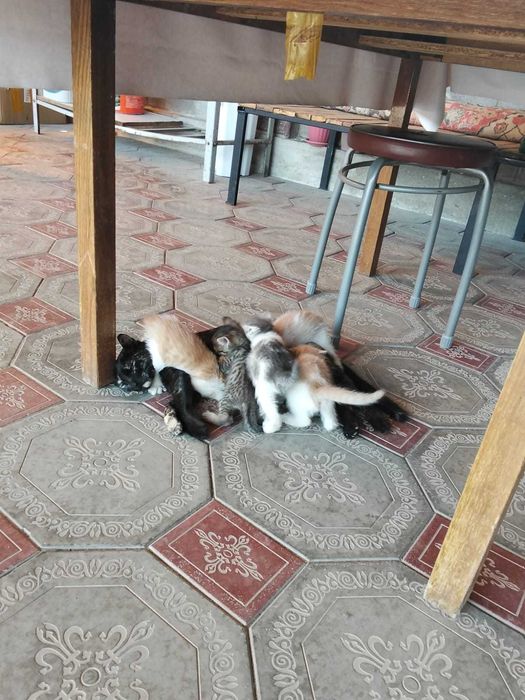 Котята в добрые руки (все мальчики)