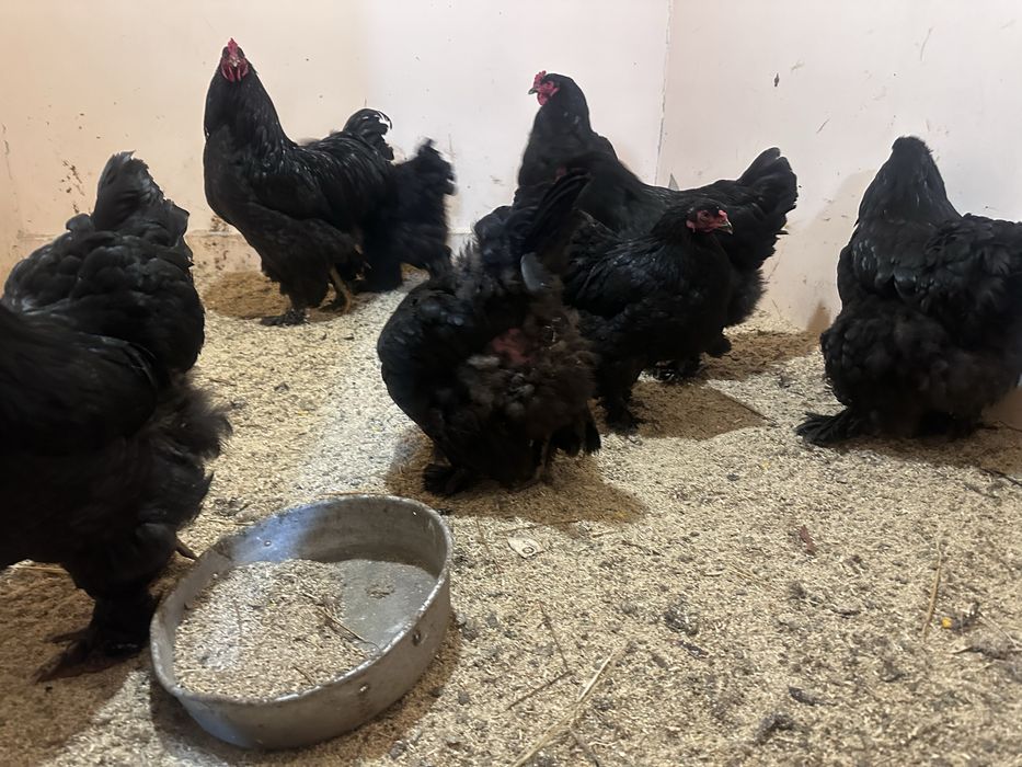 Яйца инкубационные брам черный