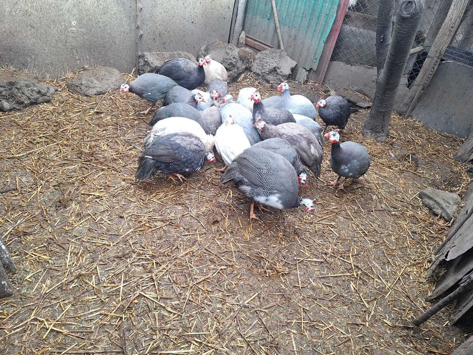 Vand cocosi si bibilici