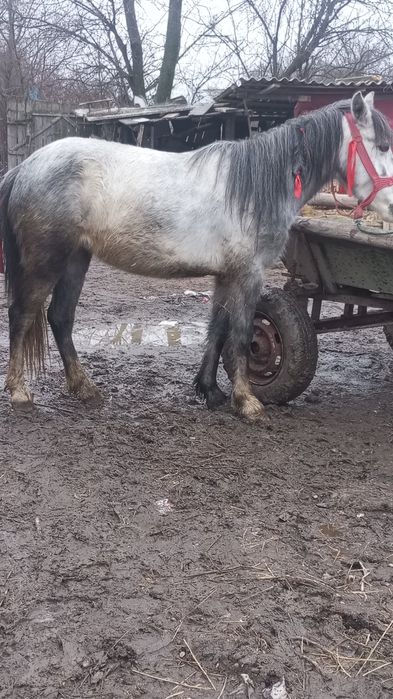 Vând poneiță de 3 pe 4 ani