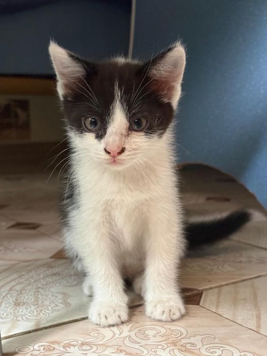 Отдадим котят в добрые руки