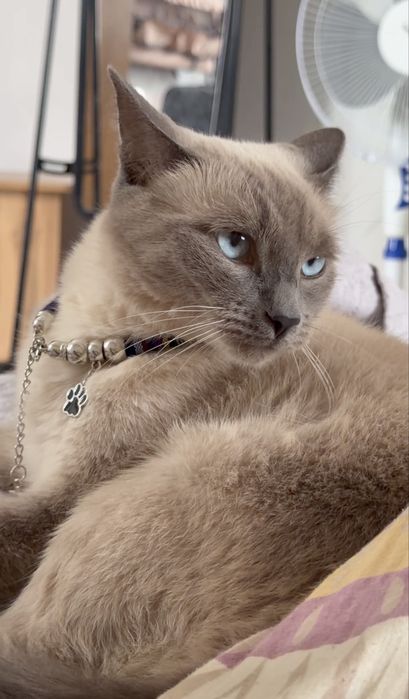 Сиамская кошечка Сия