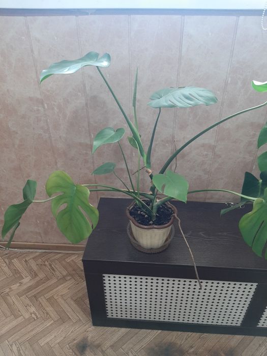 Комнатные растения