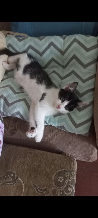 Котята 2мес, мальчик и девочка