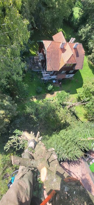 taiere, brazi /plopi /stejari  dificili,  uscat greu accesibili