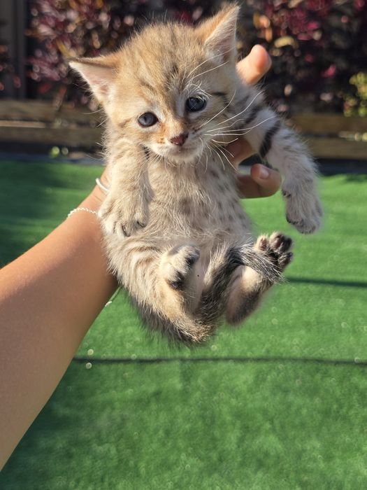 Отдаем котят в добрые руки