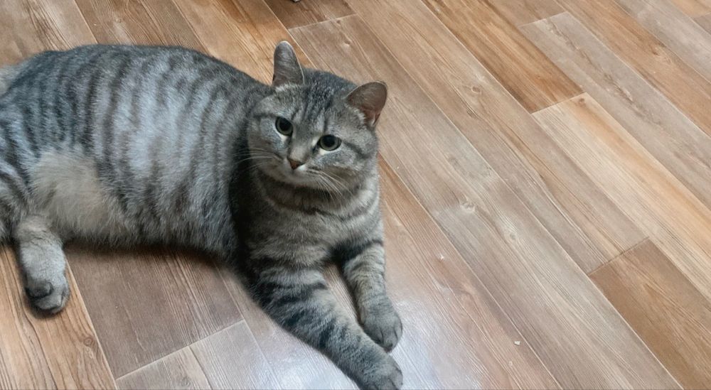 Кошку в добрые руки