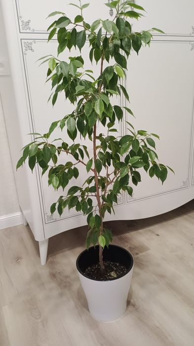 Фикус Бенджамина