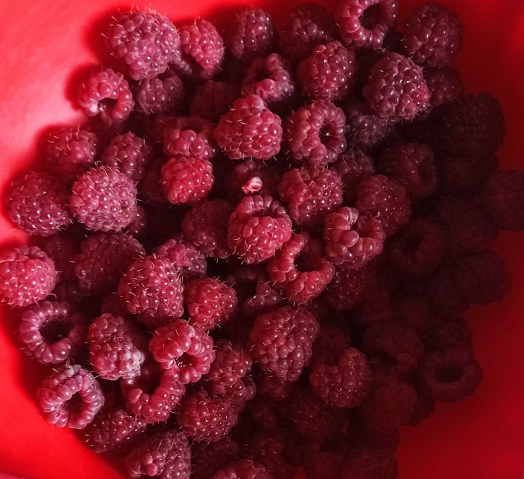 Продам саженцы малины