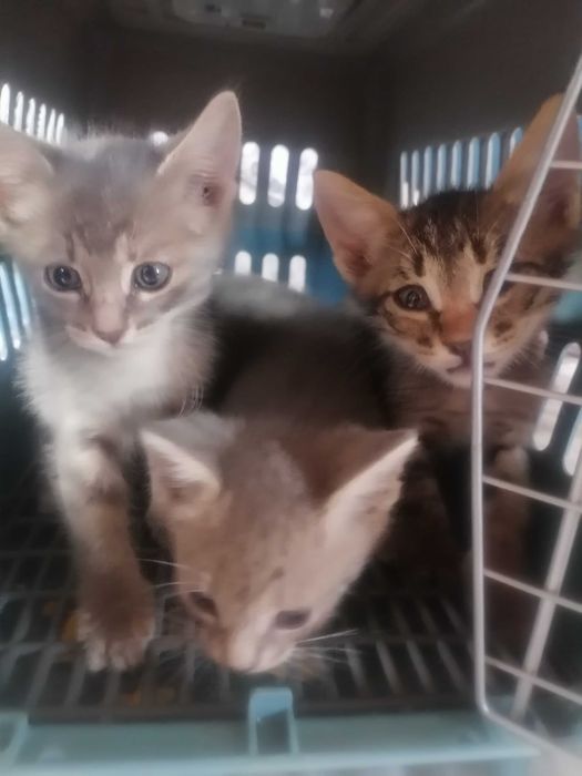 Котята 1.5 месяцев