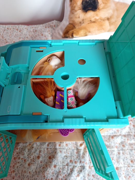 Морско свинче с 3 изненади