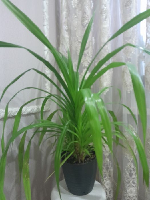 Продам пальму панданус