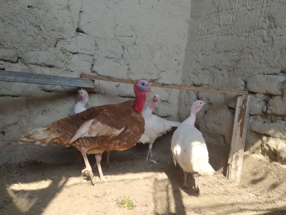 izrail zotli oq kurka tuxumlari zakaz olamiz