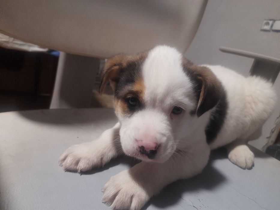 Щенки надежной породы