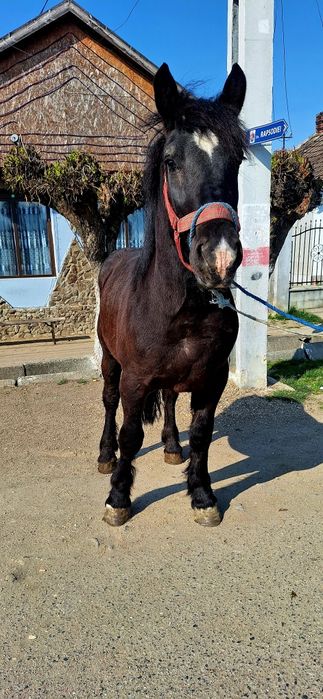 Van un manz de 2 ani