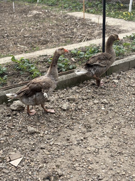 Doua gaste de vanzare