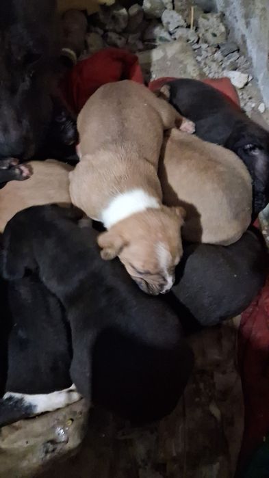 Щенки питбультерьера