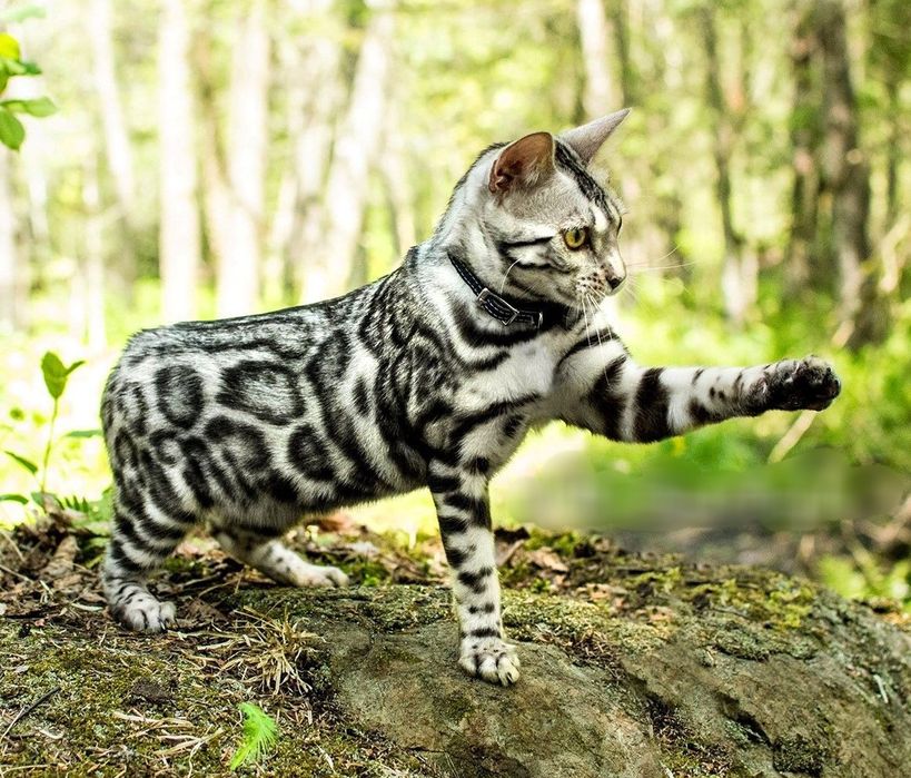 Ласкучие Серебряные бенгальские КОТЯТА!