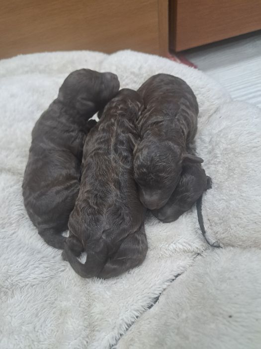 Той пудел шоколад