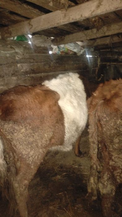 Екі Сир сатылады