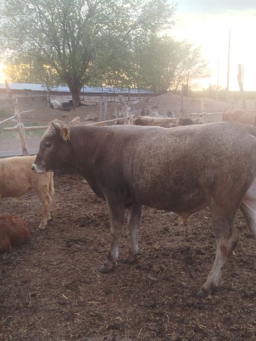 Продам бычка 1,5 года