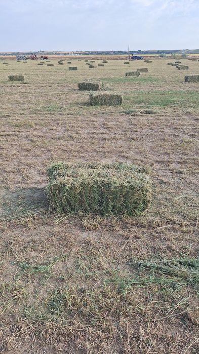 Baloti de lucerna dreptunghiulari calitate extra