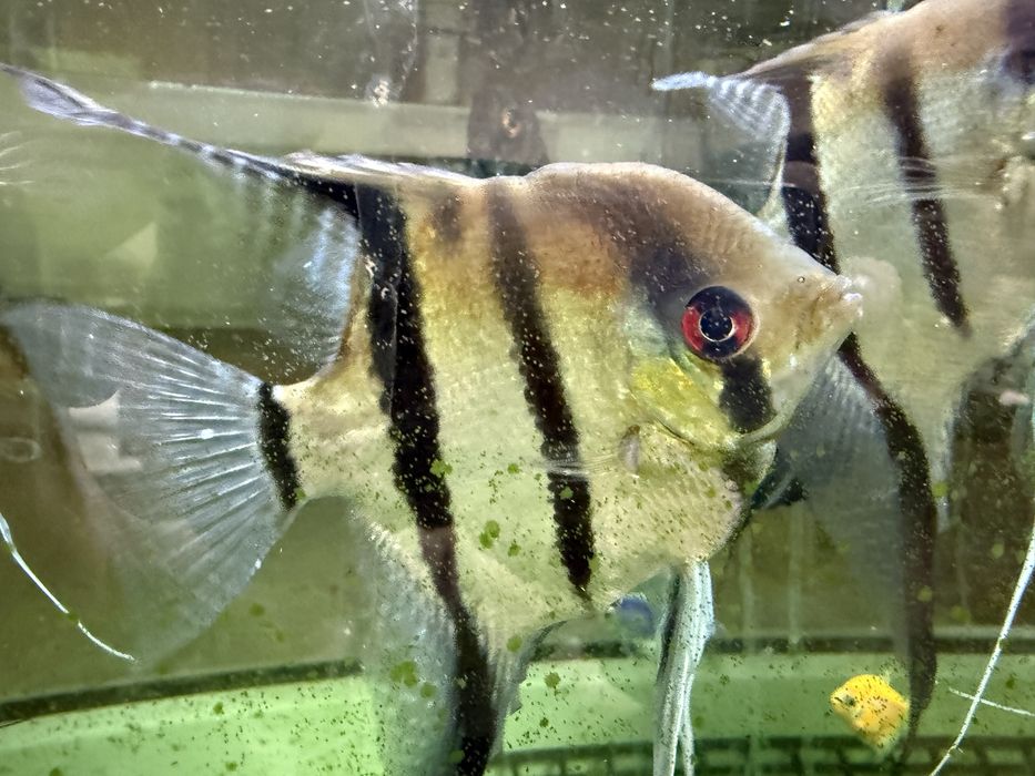 Аквариумные рыбки