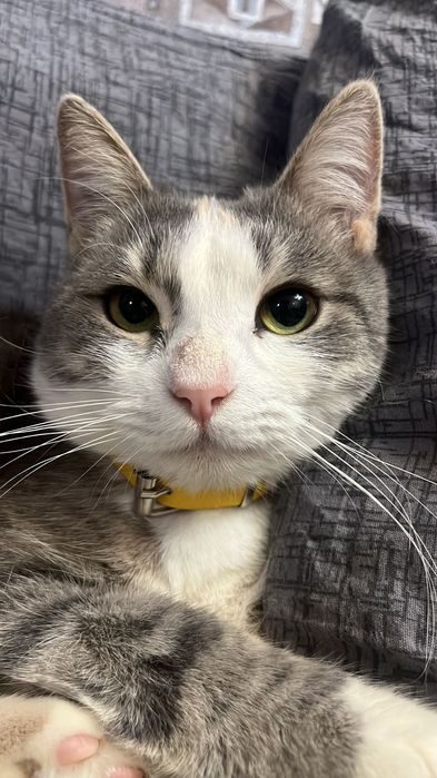 Отдам в дар кошечку.