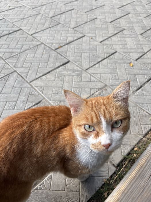 Кошечка ищет дом