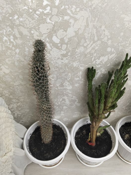 Дифенбахия, цветы.