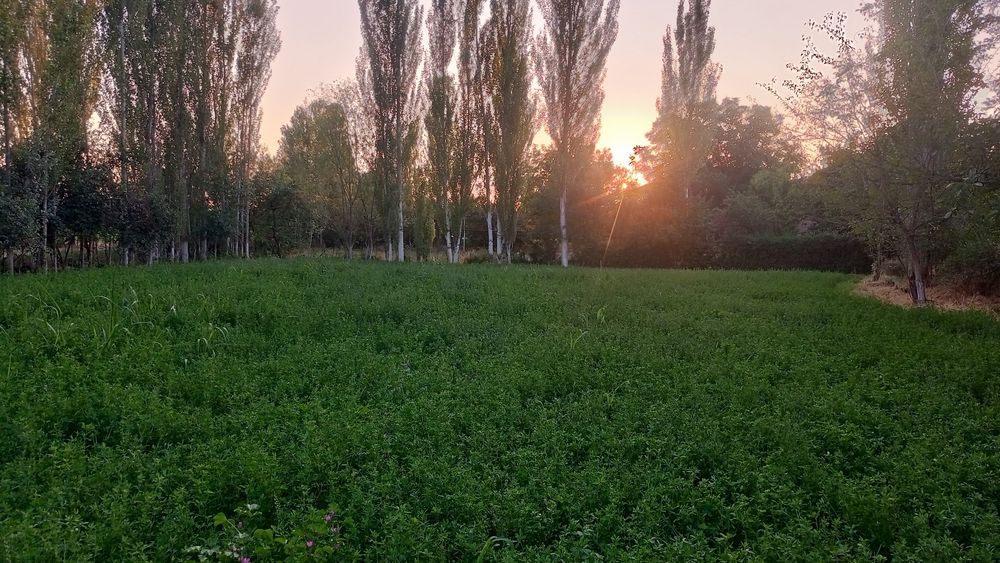 Юқори Чирчик тумани  (Жамбул) махаласида yer сотилади!