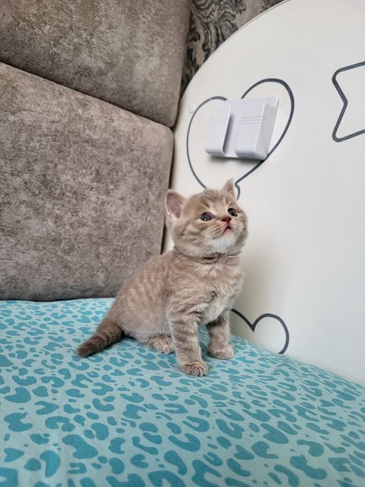 Бритачики . Чистокровные.