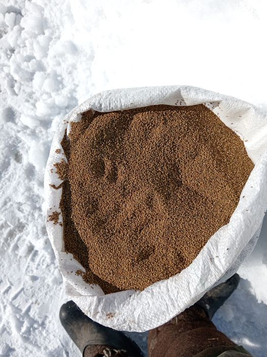 Продам семена люцерны