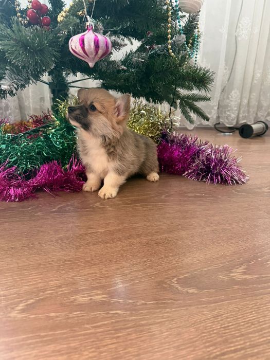 Продаются щенки корги