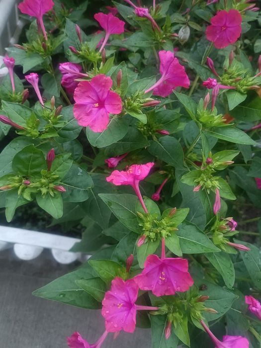 Noptițe, semințe 200 bucăți